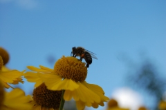 Pszczoły są piękne
