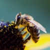 Pszczoła 3